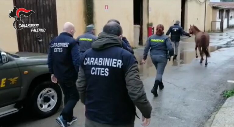 Corsa clandestina a Palermo: identificato un fantino e trovato uno dei cavalli CLICCA PER IL VIDEO