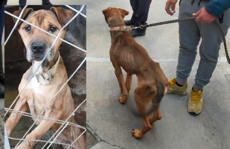 Modica, salvato cane denutrito ridotto a uno scheletro: scatta la denuncia CLICCA PER IL VIDEO