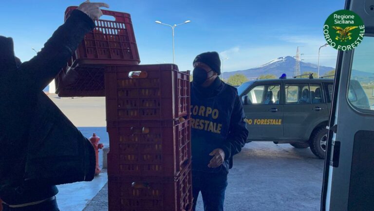 Corpo forestale, donati alla Caritas 950 chili di arance sequestrate CLICCA PER IL VIDEO