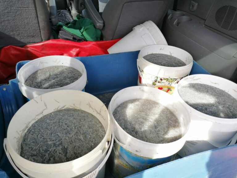 Palermo, contrasto alla pesca illegale: sequestrati 100 chili di novellame di sarda