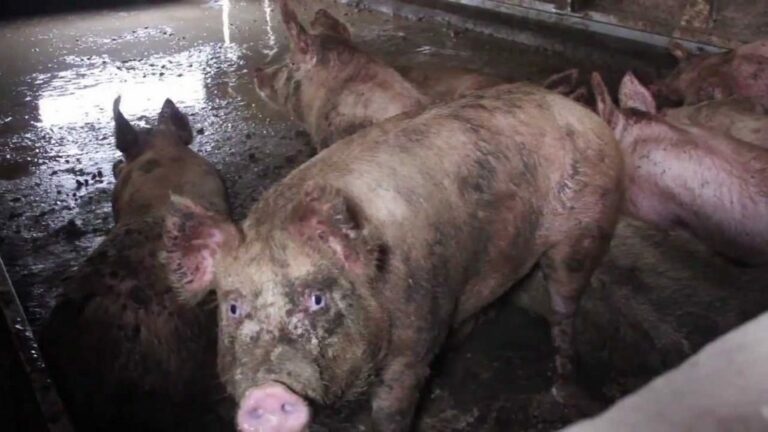 Peste suina: in Italia team Ue di veterinari per l’emergenza