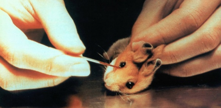 Svizzera, bocciato il referendum per vietare la sperimentazione sugli animali