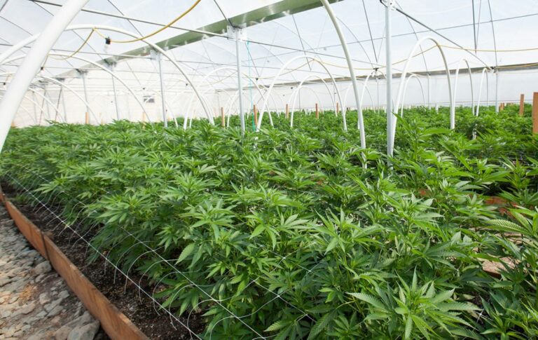 Droga tra Monreale e San Giuseppe Jato, sequestrate oltre 1.000 piante di marijuana
