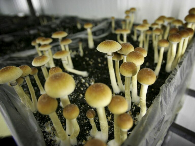 Palermo, scoperta coltivazione di funghi allucinogeni in un appartamento