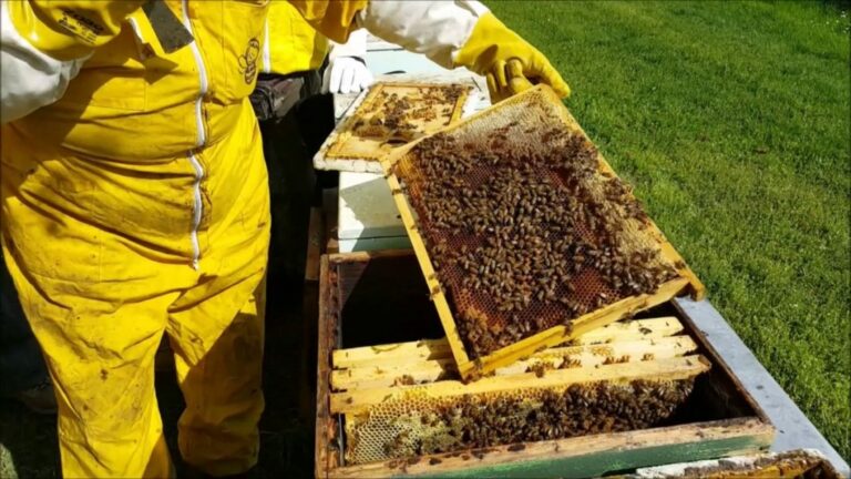 Rubano 27 arnie e vengono rintracciati con un Gps: arrestate tre persone a Zafferana Etnea