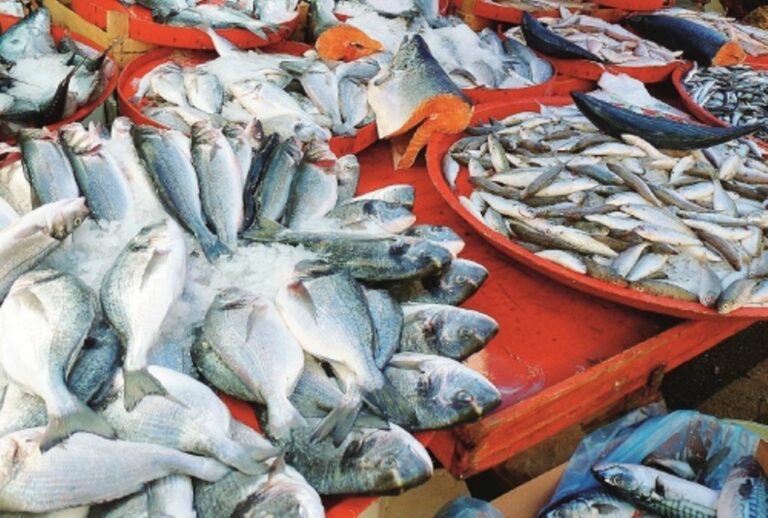 Trapani, pesce non tracciabile in deposito abusivo: sequestrati oltre 55 chili