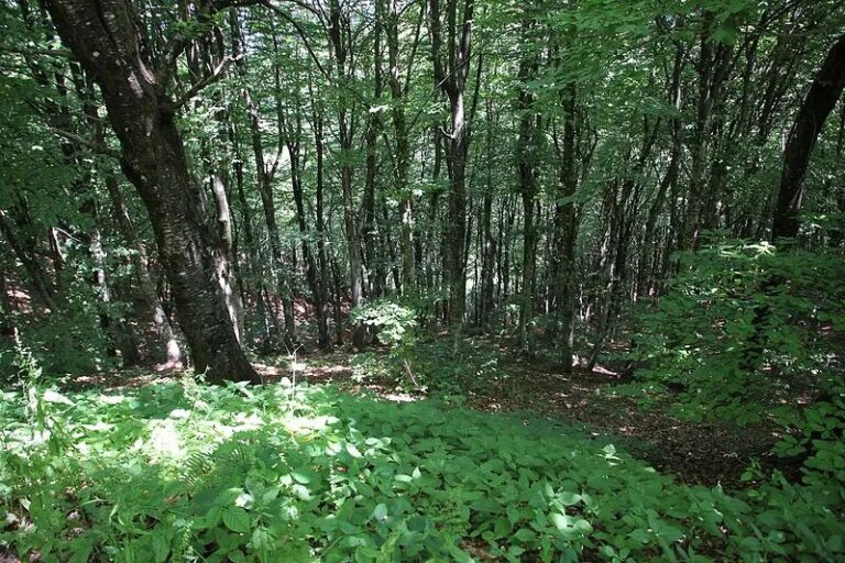 Wwf: “Governi non rispettano impegni sulla biodiversità” Wwf: “Governi non rispettano impegni sulla biodiversità”
