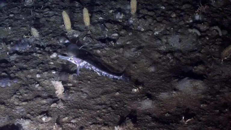 Greenpeace in Antartide scopre coralli e specie vulnerabili