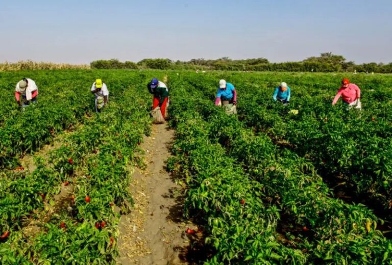 Agricoltura: dal PSR in arrivo tre bandi da 120 milioni