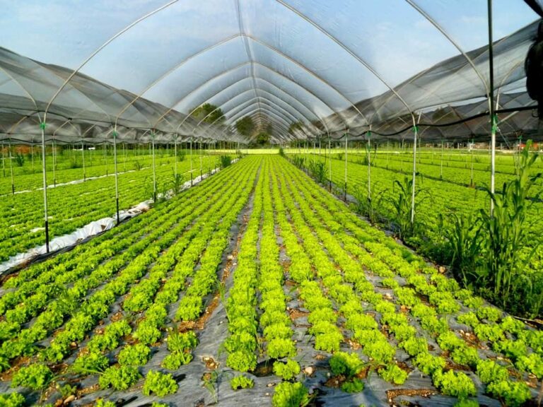 Biologico, arriva l’elenco progetti informazione per le scuole finanziati
