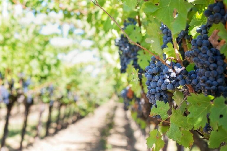 Agricoltura, bando da 13 milioni per la qualità dei vigneti