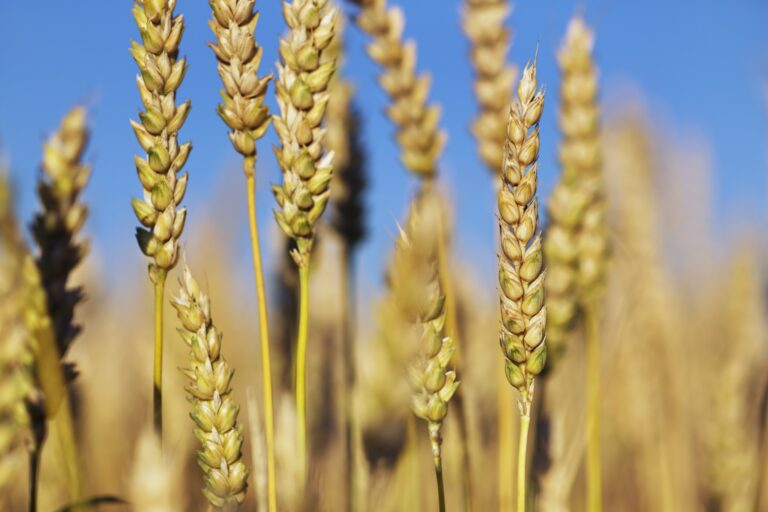 Gluten Sensitivity: Laboratorio Analisi Emmi in prima linea nella diagnosi