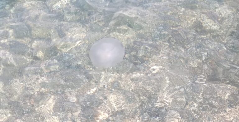 Avvistata a Taormina la grande medusa Rhizostoma pulmo (ma è innocua) Avvistata a Taormina la grande medusa Rhizostoma pulmo (ma è innocua)