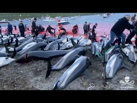 Grindadràp, un massacro in nome della tradizione