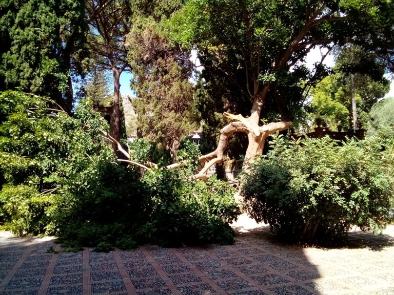 Albero cade al parco Trevelyan: dramma sfiorato