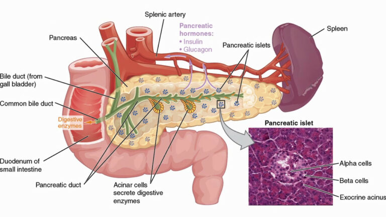 L’autotrapianto per gli interventi sul pancreas (VIDEO)