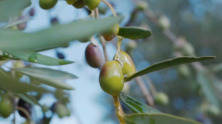 Olio, produzione in calo del 30% (VIDEO)