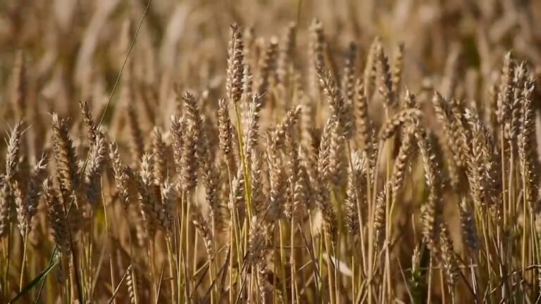 Caldo anomale, deroga alla rotazione delle colture
