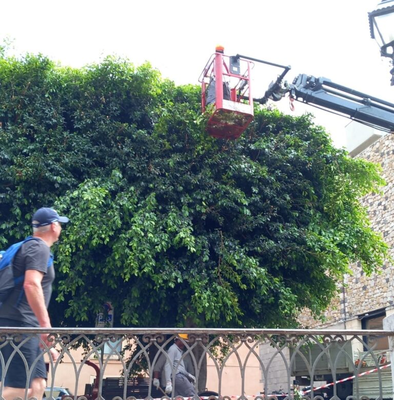 Legambiente attacca le potature a Taormina: “Nuova Amministrazione ma lo stile non cambia”