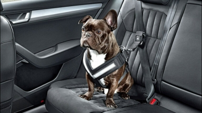 Lascia il cane al caldo in auto e va al mare, denunciata 82enne