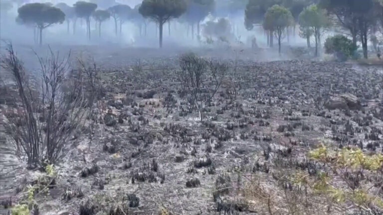 Incendi in Sicilia: la devastazione a Palermo