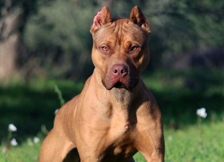 Bimbo di due anni morso al volto da un pitbull, è grave