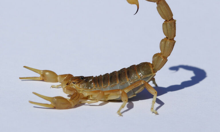 Rinvenuto fossile di 240 milioni di anni fa, era uno scorpione Rinvenuto fossile di 240 milioni di anni fa, era uno scorpione