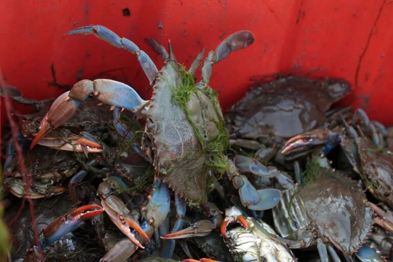 Parte per gli Stati Uniti il granchio blu pescato in Emilia-Romagna Parte per gli Stati Uniti il granchio blu pescato in Emilia-Romagna