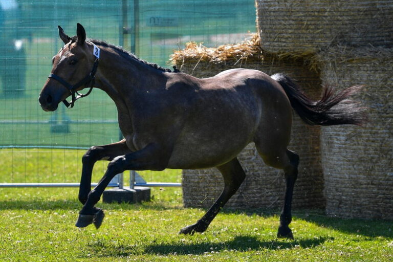 Bimbo 10 anni cade da cavallo nell’Ennese, è grave Bimbo 10 anni cade da cavallo nell’Ennese, è grave