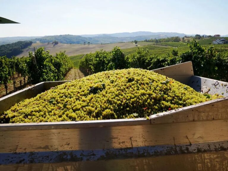Vendemmia, Confagricoltura: “Raccolto in calo, pesano clima e costi”