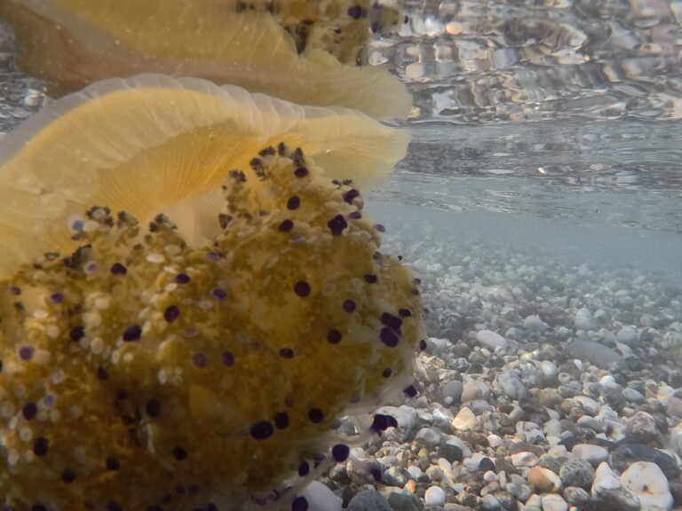 Cassiopea, la medusa innocua invade il mare di Taormina (VIDEO) Cassiopea, la medusa innocua invade il mare di Taormina (VIDEO)