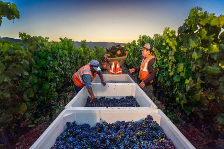 Cantine sociali, in Sicilia misure a sostegno dei produttori