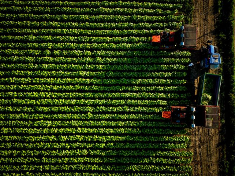 Accordo Philip Morris-Coldiretti, 500 milioni per il tabacco italiano Accordo Philip Morris-Coldiretti, 500 milioni per il tabacco italiano