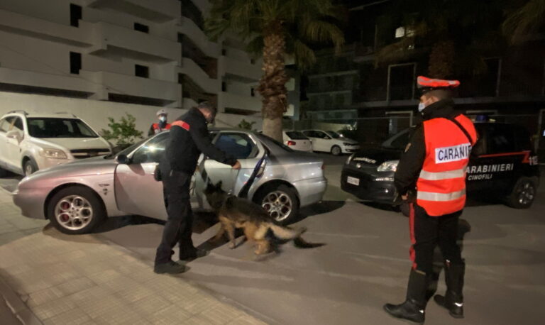 Il cane King fiuta “skunk”: pusher messinese arrestato dai Carabinieri