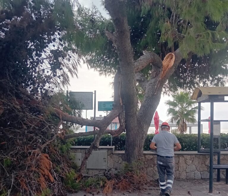 Dramma sfiorato a Mazzeo: cade un albero accanto alla fermata bus Asm Dramma sfiorato a Mazzeo: cade un albero accanto alla fermata bus Asm