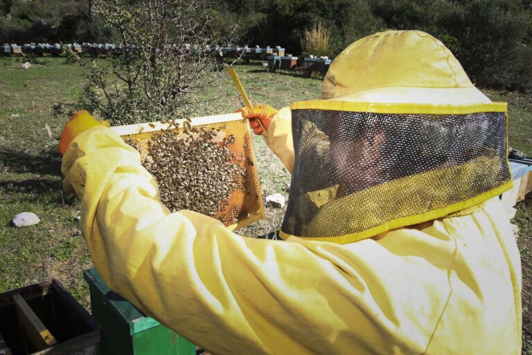 Apicoltura, arrivano due bandi a sostegno del settore Apicoltura, arrivano due bandi a sostegno del settore