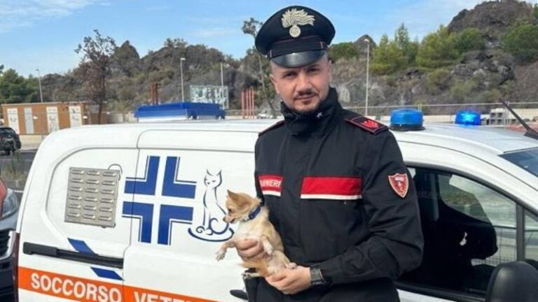 Cagnolino lasciato in auto salvato dai Carabinieri