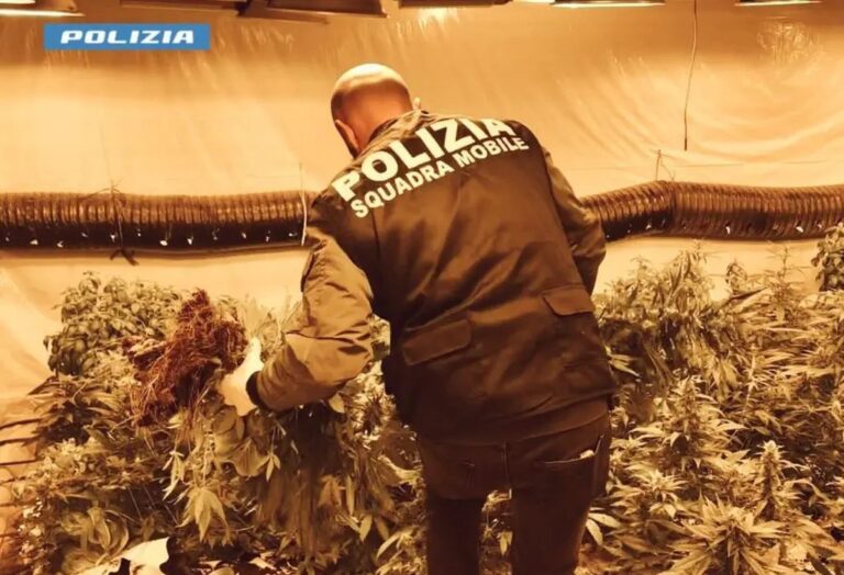 Droga, Polizia sequestra 140 kg di marijuana