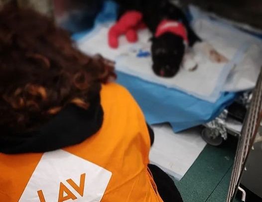 E’ morto Aron, il cane legato e bruciato vivo a Palermo
