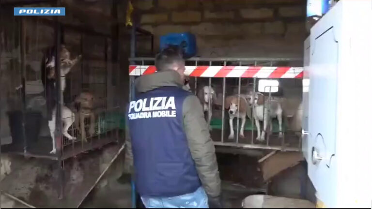 Polizia salva 12 cani, forse usati per combattimenti