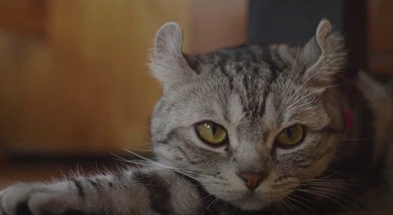 A Taormina 50enne rischia di farsi investire per salvare un gatto
