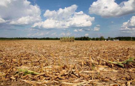 Siccità, Giunta Schifani dichiara stato di crisi