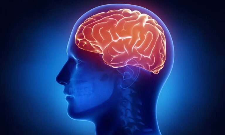 Così il cervello “traduce” i numeri in sequenze di azioni