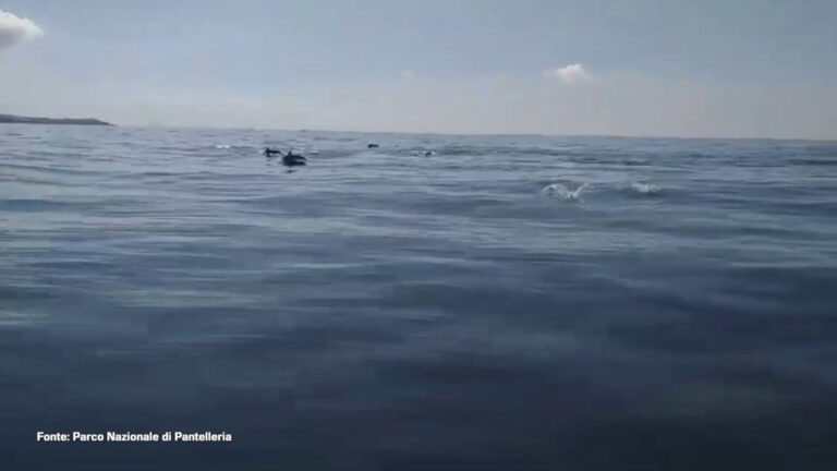 Lo spettacolo del ballo dei delfini a Pantelleria