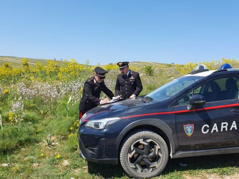 Scoperta in Sicilia “Truffa dei pascoli” all’Ue per 400 mila euro
