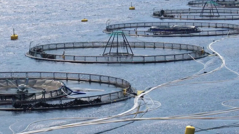 Agricoltura e pesca, Ue proroga aiuti