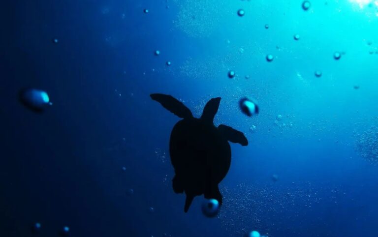 Torna in mare “Ohana”, la tartaruga salvata nelle acque calabresi