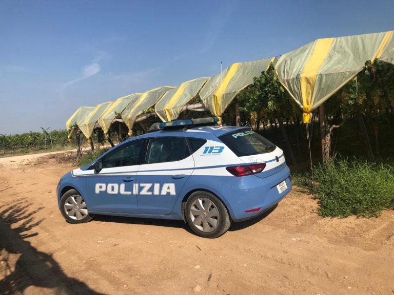 Ruba circa 150 kg di uva da tavola: denunciato dalla Polizia