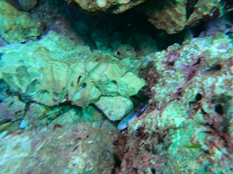 Isola Bella, l’allarme di un esperto sub: “Serve l’area marina protetta, ecco cosa sta accadendo”