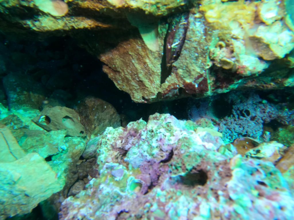 Isola Bella, l'allarme di un esperto sub: "Serve l'area marina protetta, ecco cosa sta accadendo" 2 isola bella 02